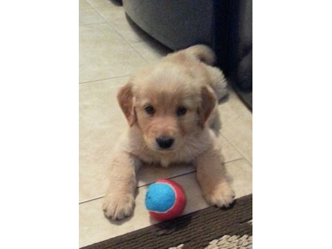 Sağlık Ve Irk Garantili Golden Retriever Yavru