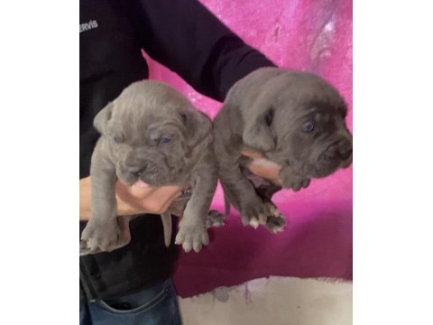 Blue Erkek Cane Corso Yavrularımız