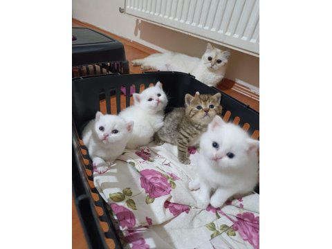 British Shorthair Kardeşler Yuva Arıyor