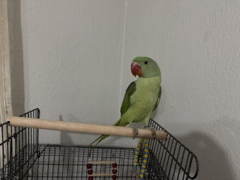 4.5 Aylık Erkek Jumbo Alexander Papağanı