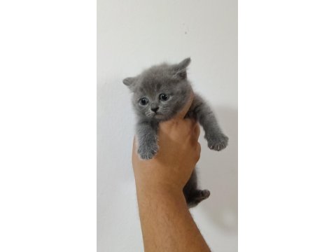 A Kalite British Shorthair Bebekler