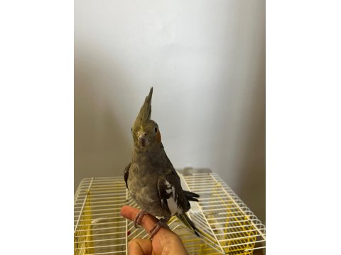 Eğitimli Yavru Ele Kola Gelen Dişi Sultan Papağanı