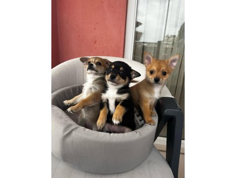 2.5 Aylık Chihuahua Yavruları 2 Erkek Ve 1 Dişi