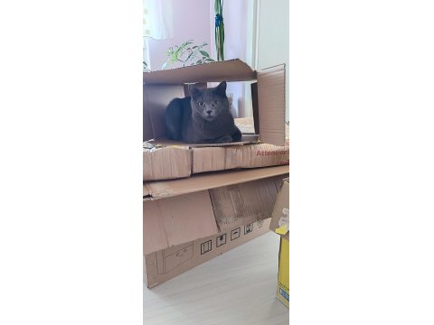 British Shorthair Ücretsiz Sahiplendirme