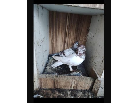 Kırmızı Şallı Erkek Tip Güvercin