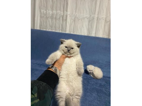 Safkan British Shorthair Yavrularımız