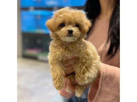 Sevimli Maltipoo Yavruları