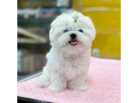 %100 Orjinal Maltese Yavruları
