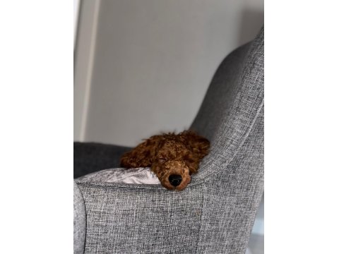 Red Brown Toy Poodle 7 Aylık