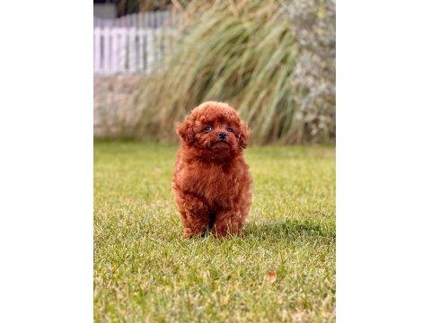 A Kalite Poodle Bebeklerimiz