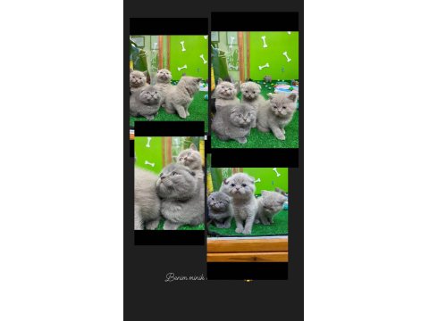 2 Aylık Dişi Ve Erkek Minik Scottish Fold Yavrular