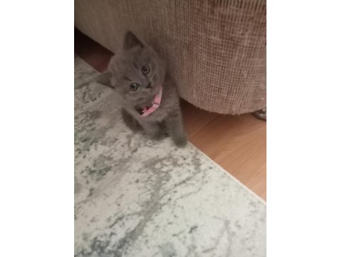 British Kedimiz İçin Görüşülür