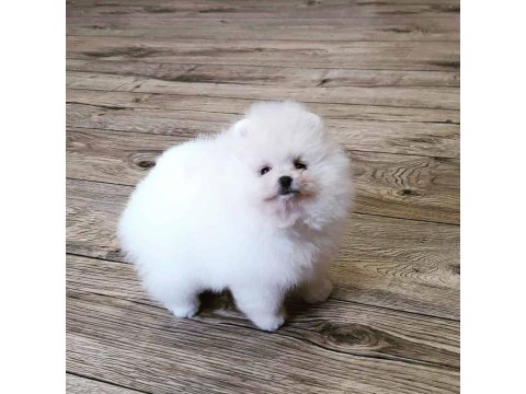 Pomeranian Boo Köpekleri