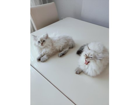 İki Aylık British Longhair Eğitimliler