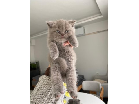 British Shorthair Son 2 Yavru