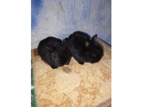 Netherland Dwarf Hollanda Cüce Tavşan