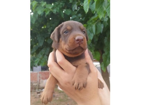 A Kalite Doberman Yavrular