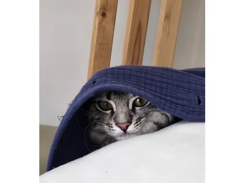 5 Aylık Erkek Baba British Anne Maine Coon