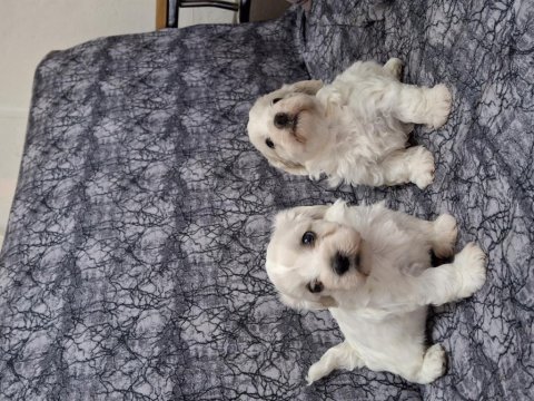 Terrier Maltese 0 Numara