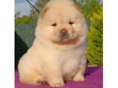 Irk Garantili Chow Chow Yavru Köpekler