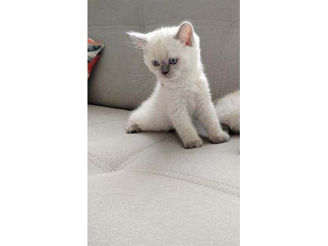 Bayram Şekeri Kedimiz