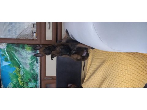 Bursa Paşa Köpek Dünyası Belçika Malinois Yavrularımız