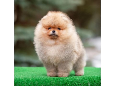 Ayı Surat Pomeranian Yavruları