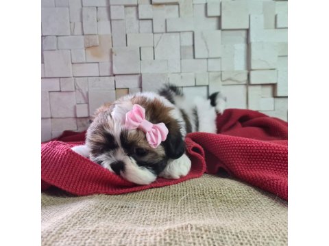 Shih Tzu Yavruları