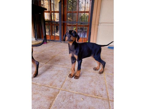Safkan Doberman Köpeklerimiz