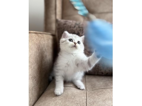 Wcf Kayıtlı Full Şecereli British Shorthair Elit Soy Hattı