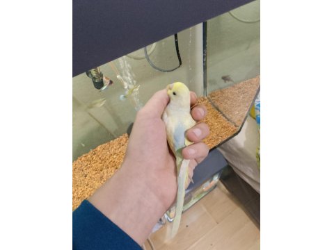 Ev Üretimi Muhabbet Kuşu 50 Günlük