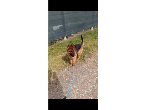 A Şecere Alman Kurdu