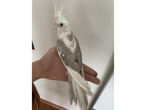 Konuşan 5 Aylık Sultan Papağanı