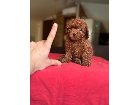 Kore Kan Toy Poodle