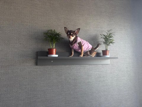 Chihuahua 2,5 Yaş Ped Eğitimli