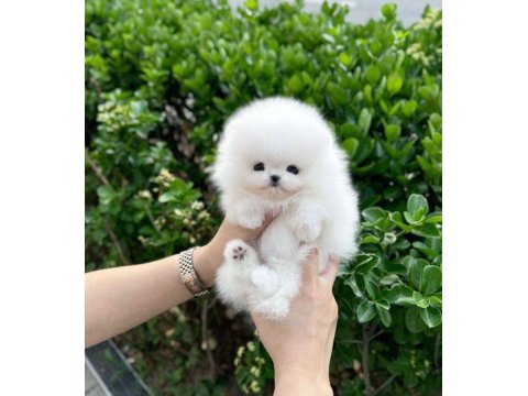 Orjinal Pomeranian Boo