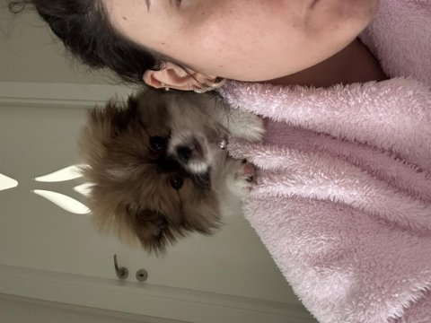 Anne Pekinez Baba Pomeranian