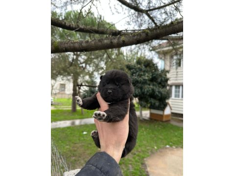 Amerikan Akita Safkan Yavrular