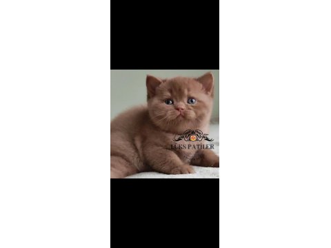 Dubai Çikolatası Tadında Chocolate British Shorthair