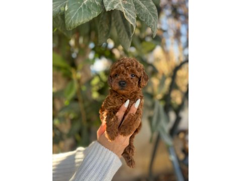 Kore Kan Toy Poodle Yavrular