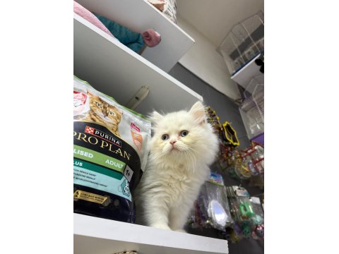 Kalite British Longhair Bebek Teslime Hazır