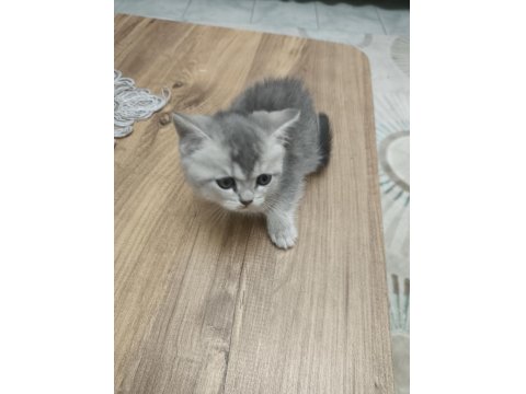 Silver British Longhair