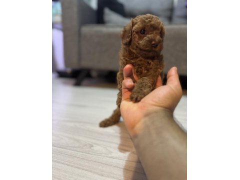 Dişi Poodle Prenses İzmir
