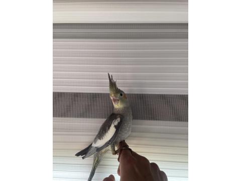 35 Günlük Sultan Papağanı