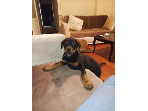Rottweiler Safkan 75 Günlük Erkek