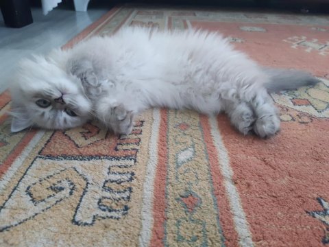 British Longhair Kedimiz Prenses