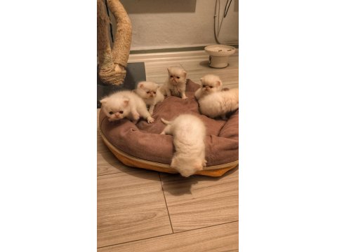 Safkan Exotic Long Ve Shorthair