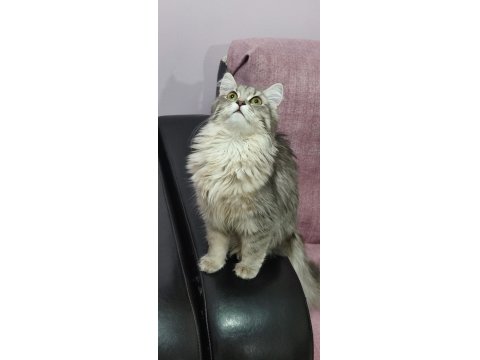 Ücretsiz Sahiplendirme Kedimiz