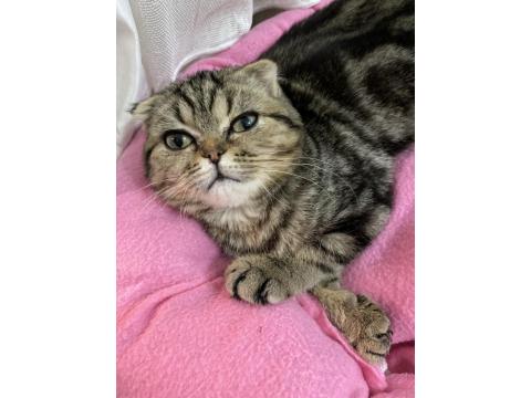 Scottish Yavru Kedi