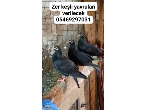 Sivas Keşlisi Güvercinler